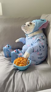 Saturday morning vibes....🩵💤🥣...#eggnog #eggnogthebulldog #asmreating #asmrsounds #dogmemes #dogreels #dogsofig #dogsofinstagram #englishbulldogs #weeklyfluff #woofwoof #dog #dogs #longweekendvibes #mdw #liloandstitch #mood | Eggnogthebulldog