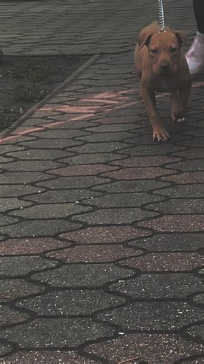 #apbt_game_dog BoScO✌🏾#apbt