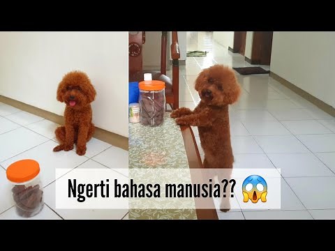 ANJING POODLE PUDEL CERDAS | SMART AND FUNNY POODLE DOG