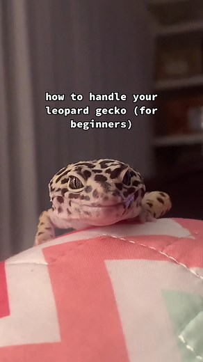 Leopard Gecko Handling Tips for Beginners