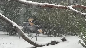 Houston Zoo animals enjoy rare snowfall in Texas