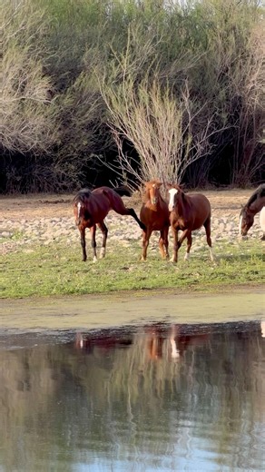 Wild free horses in Arizona #horsevideo #wildhorse #horse