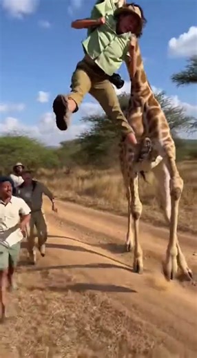 Shaky Camera Footage of People Chasing a Giraffe Holding a Woman