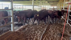 First pasture of fall born heifer calves being weaned today. Most of them weighed over 600lbs. Next pasture heading to the pens now. www.wendtranches.com | Wendt Ranches
