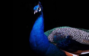 About Us - Transforming The Way You do Business - Entourage BD