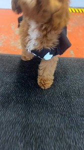 Little Oliver strutting his stuff! ❤️🐾 | The K9 Consultant
