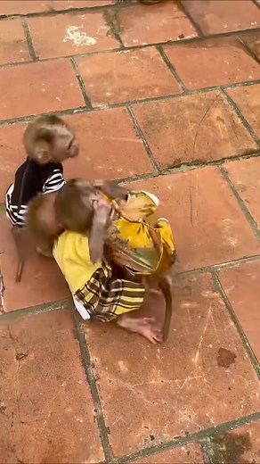 Two monkeys fight over fruit 🥝🥝 | 54 Top movies