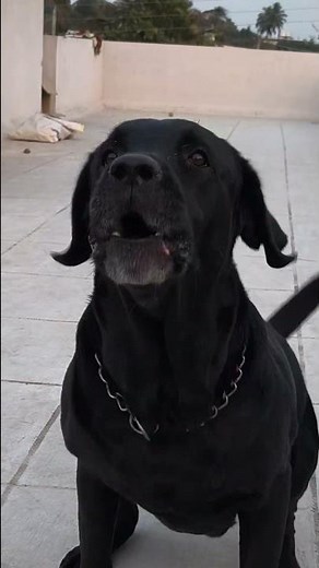 Labrador dog barking sound loud sound dog
