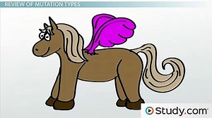 Effects of Frameshift Mutations- Definitions and Examples