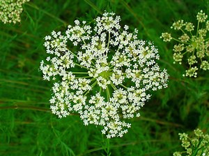 Cnidium: Verwendungen, Nebenwirkungen, Wechselwirkungen, Dosierung und Warnhinweise - Vitamine - Nahrungsergänzungsmittel 2026