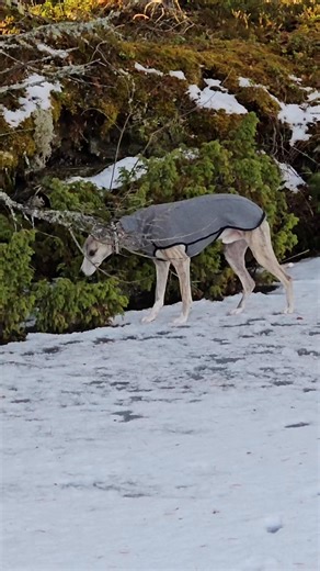 Från gårdagens vandring på Mälgsjöns is, idag tar vi det lite lugnt och tillsammans funderar vi på nästa utflykt. Vi har lite kallare idag, vilket är något vi faktiskt gillar och det verkar som snö är på inkommande. Ha en fin första advent och på återseende 💝 From yesterday's walk on the ice of Mälgsjön, today we're taking it easy and together thinking about our next outing. It's a bit colder today, which we actually like, and it looks like snow is on the way. Have a lovely First Sunday of Adve
