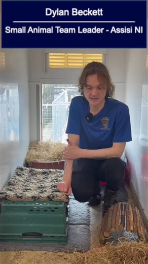 Happy Adopt a Rabbit month! 🐇 Rabbits may be considered a ‘low maintenance’ pet, but this isn’t correct. Rabbits need lots of space, a diet based on hay or grass, the companionship of another (neutered) rabbit and regular vet checks to lead a happy and healthy life. If you feel you can provide all this, maybe it is worth heading down to your local rescue to find your new companions today! If you think rabbits are right for you, do your research and then consider adopting from a rescue rather th