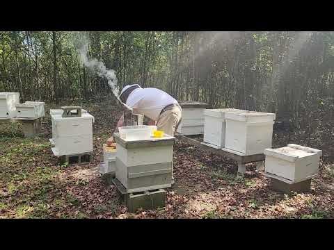 How to Do a Varroa Mite Wash (This Result Shocked Me)