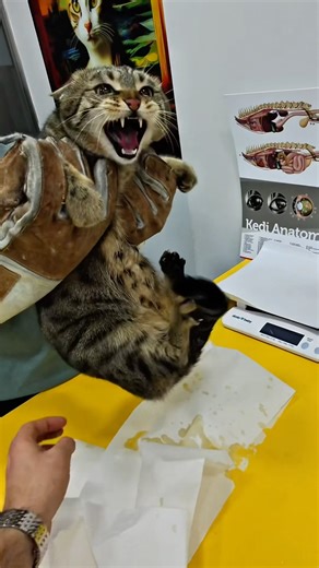 Daha hırçını yok mu? 🤔 #cat #viral #shorts #shortvideo #funny #viralvideo #short #shortsfeed