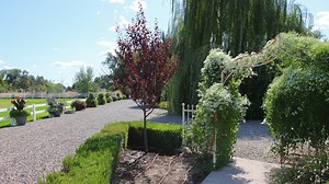 144K views · 6.9K reactions | Planting a Thundercloud Plum Tree!  | Garden Answer | Facebook