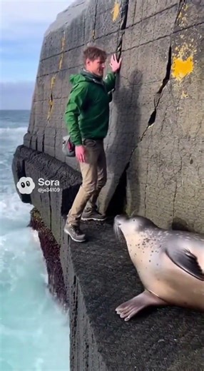 🦭🌊 The Seal That Refused to Move — And Saved Him