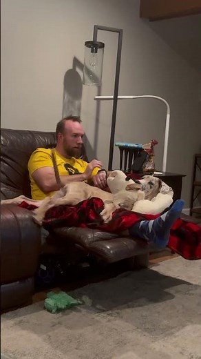 Our Great Dane's Still Working on Boundaries || ViralHog