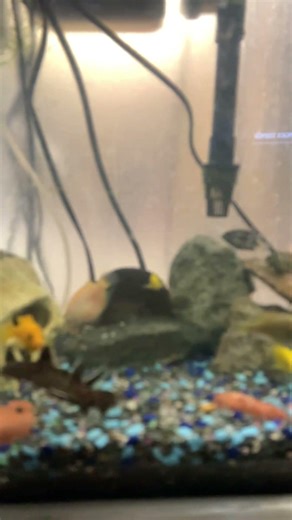 Synadontis catfish fighting