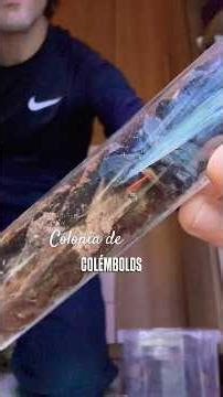 Springtail Colony in a Reused Jar ♻️🐜