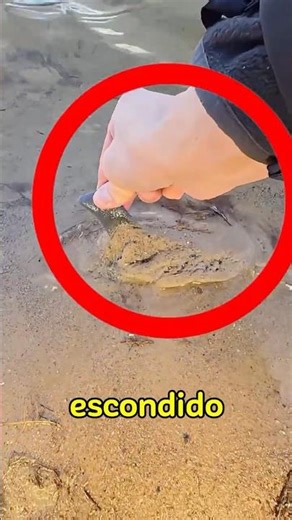 Se você avistar algo escondido assim na praia, CORRE! #shorts #curiosidades