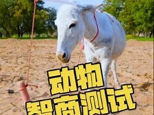 国外奇葩实验—动物们的头脑风暴 #动物智商 #奇葩实验 #科普