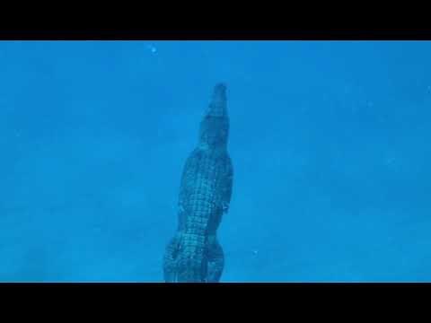 Freediver Unknowingly Takes Swim With Saltwater Crocodile