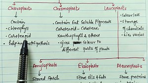 Types of Plastids class