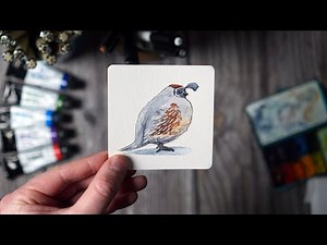 Gambel's Quail | Backyard Animals Watercolor Series
