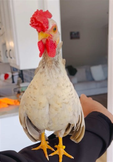 My #Kikiriki #Rooster got a little loud lol I hope you guys like the video.