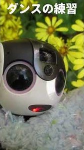 【お出かけ・ごっこ遊び】ダンスの練🤖💕 #robot #ロボット #ひとり暮らし #ロボホン#robohon #ダンス#ロボ活#キレキレ#ダンスの練習