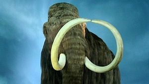 Cloning and resurrecting the mammoth? Not so fast