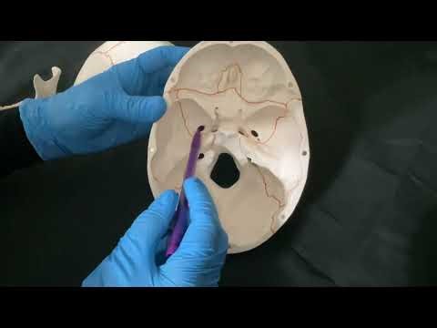 Human Teeth and Gingiva innervation