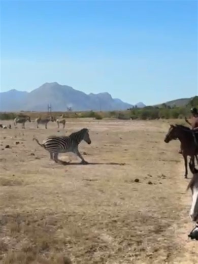 Dazzling stripes 🦓 #Wildlife #trailriding #southafrica #horseriding #stellenbosch #ridingsafari #Zebra #