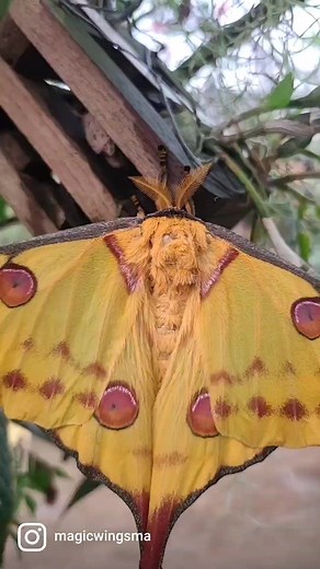 The Madagascan Moon Moth or Comet Moth (Argema mittrei) is among the largest species of silk moths. They are native to the rainforests of Madagascar. Their long hind wing tails are used defensively and help deflect bat attacks. | Magic Wings Butterfly Conservatory