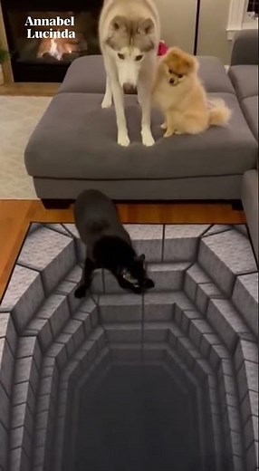 This illusion carpet fooled EVERYONE 😭🔥 #funnypets #petsunited #pets #petcomedyclub #funny #cute