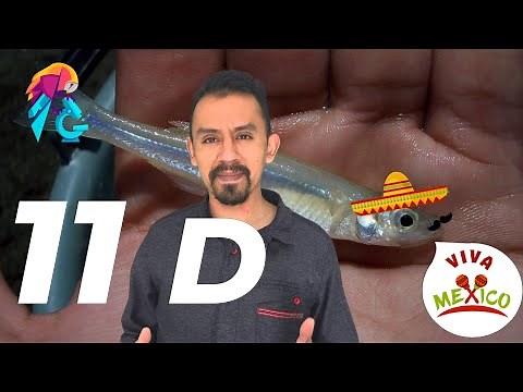 11 Datos interesantes sobre los charales (Chirostoma)