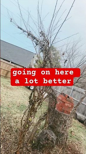 Tree braid update in my jammies. #braiding #trees #freefun #experiment