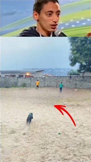 Funny dog chasing 😂😂 #funny #dog #lol