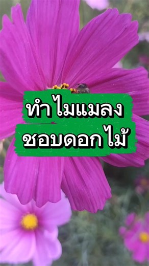 ทำไมแมลงชอบดอกไม้