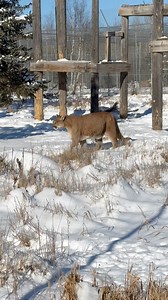 24K views · 3K reactions | A free-roaming habitat is more than just horizontal, open space— it’s space to roam up high and down low!  #bobcat #bobcats #bobcatlife #cougar #cougars #mountainlion #mountainlions #puma #canadalynx #eurasianlynx #lynx #catbehavior #habitat #animalhusbandry #catenrichment #rescuecat #wildcatsanctuary | Wildcat Sanctuary | Facebook