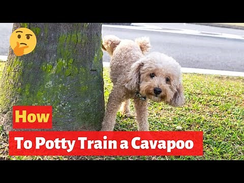 How to potty train a Cavapoo puppy? Cavapoo Training Technique