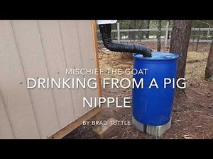 Goat Drinking from Pig Nipple