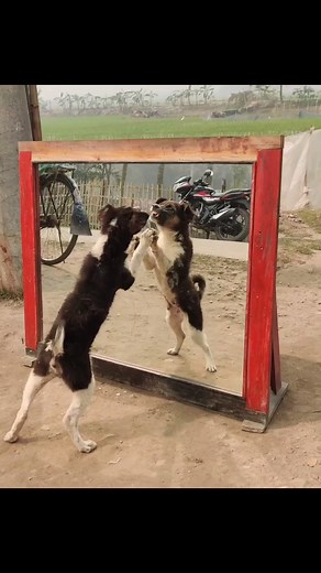 116K views · 1.8K reactions | Oh NO! Angry Dog Fighting With Mirror | Hilarious Reaction | Funny Dog Video #prank #mirrorprank #funny #funydogvideo #funnyPrank #funnyvideo | Alltime Best Fun TV | Facebook
