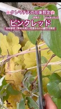 🌸クレマチスの花後剪定🌸地植えピンクレッド #エンジョイローズガーデンちっちゃい #クレマチス #剪定 #クレマチスの剪定