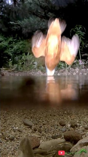 CHIM BÓI CÁ/Kingfisher hunting