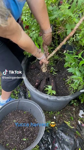 #garden #harvesting #yuca #casava #gardenlady #backyard