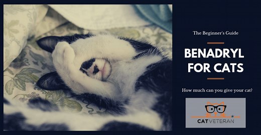 How Much Benadryl Can I Give My Cat? (Uses, Dosage & Side EFFECTS)