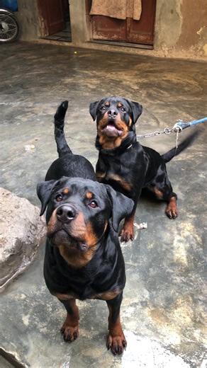 Rottweiler Puppy Care: Tips for Dog Lovers