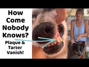 The Best Way to Remove Plaque and Tarter from your Dog and Cats Teeth