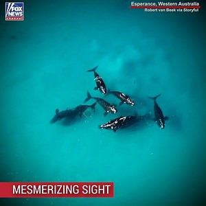 170K views · 2.9K reactions | Incredible drone footage captured a group of whales and dolphins swimming together off the coast of Australia. | Fox News | Facebook